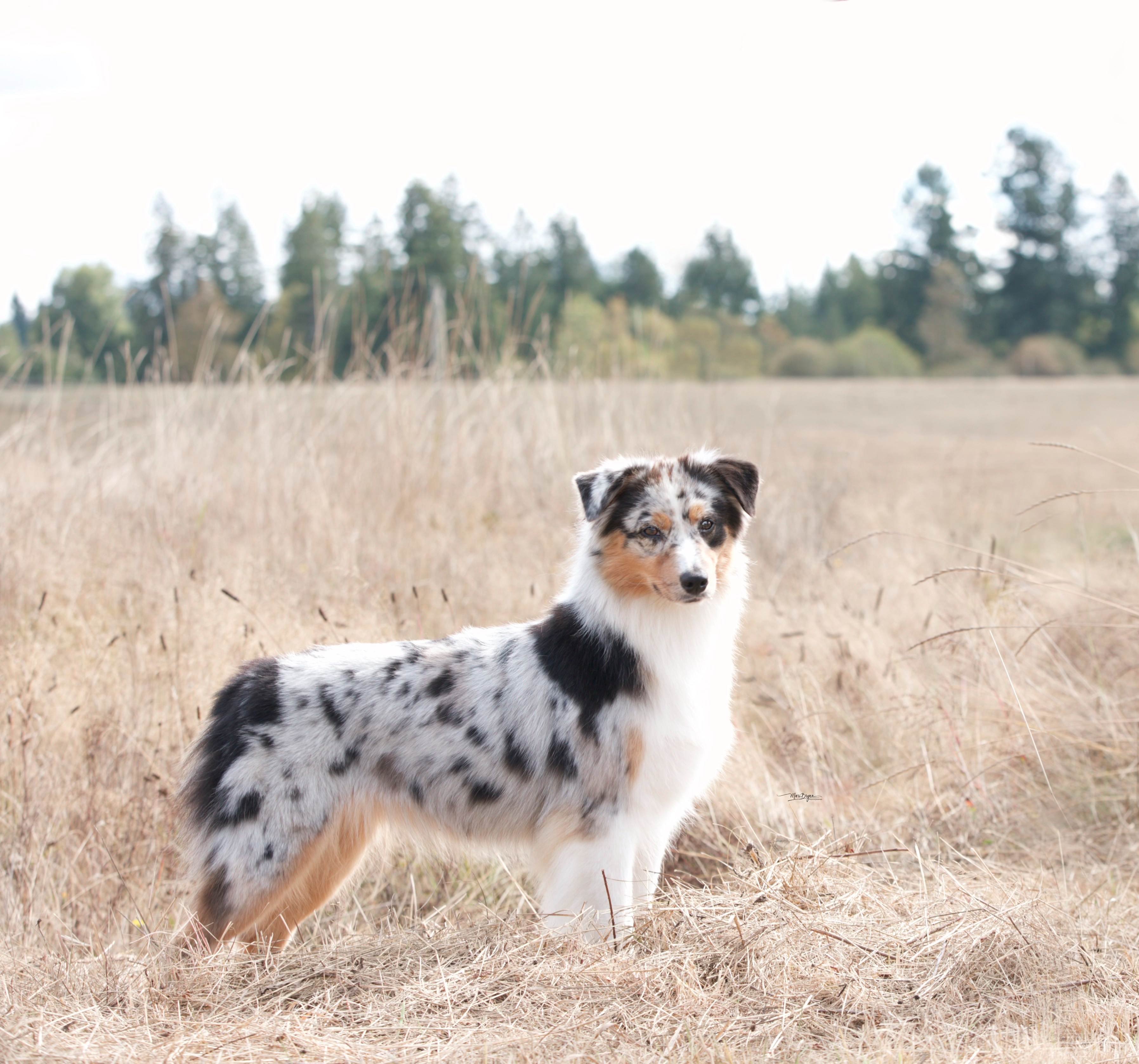 LauraPBlueGirlField1 (1)